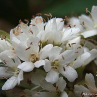 Cordia alliodora (Ruiz & Pav.) Oken